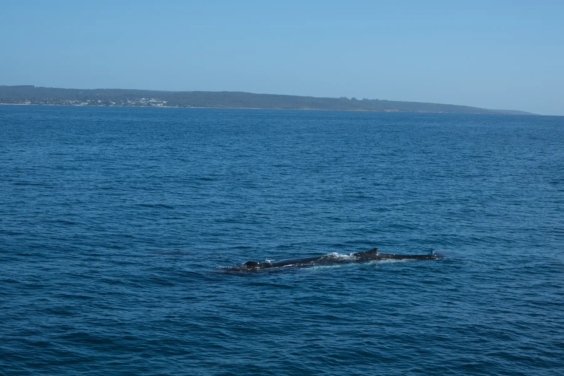 Humpback whales