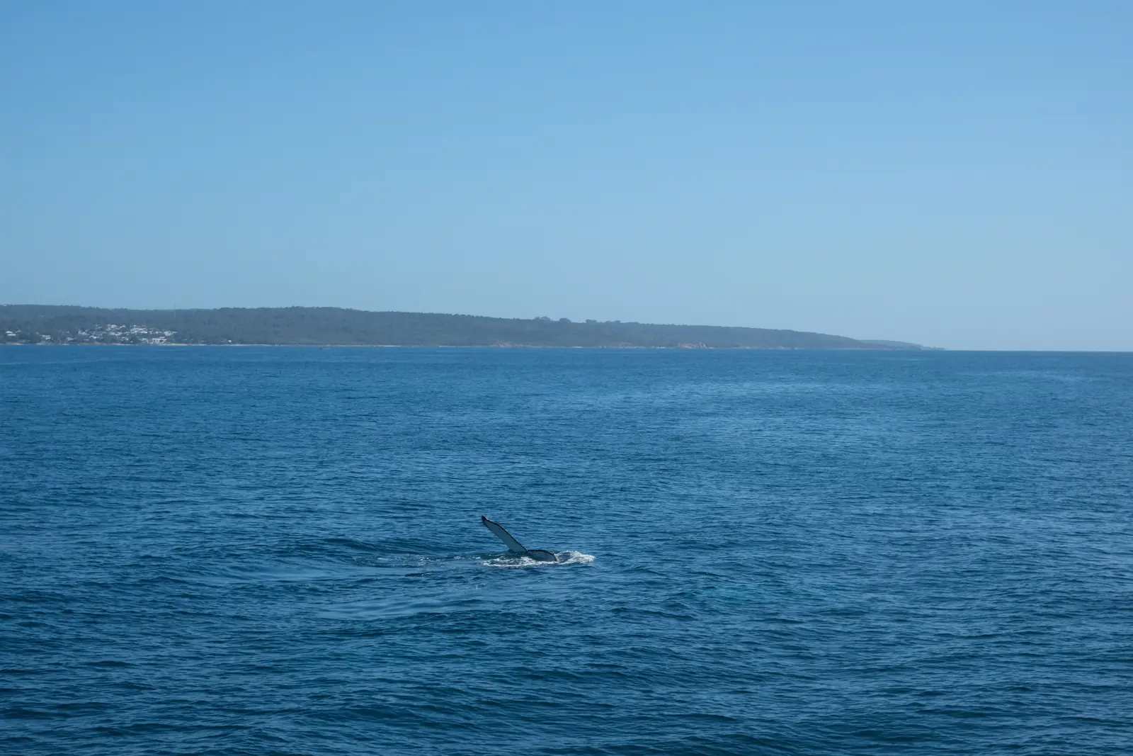 Whale fluke
